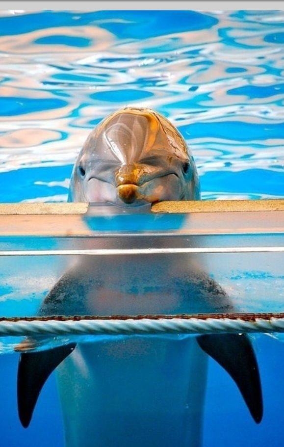 Delfinek Delfinek