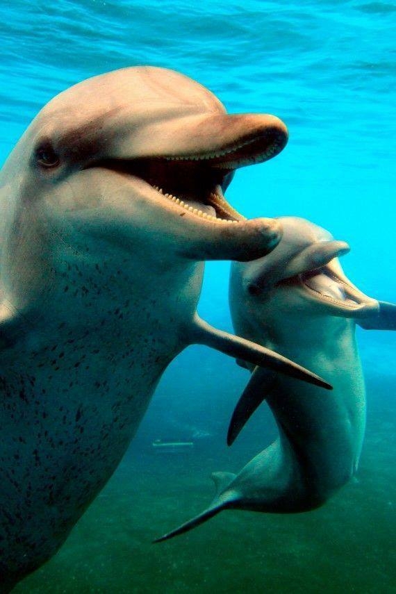 Delfinek Delfinek