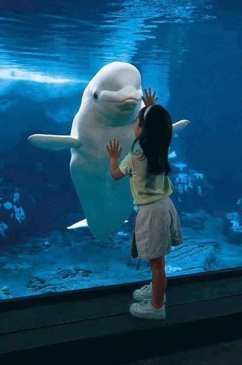 Delfinek Delfinek