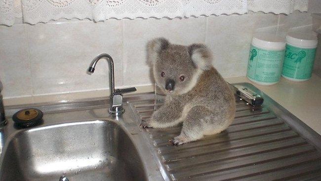 Napi cuki: Jimmy a koala