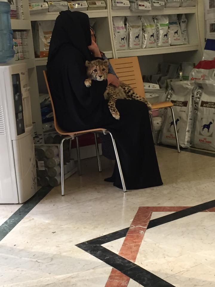 Állatorvosi váró Dubaiban