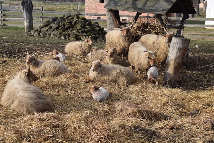 Felnőtt Samu, a Vasi Skanzen legfiatalabb szamara
