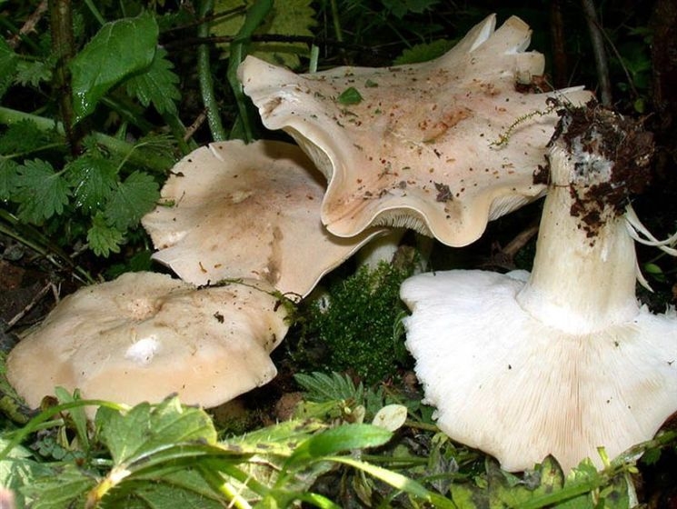 Alapfokú gombaismereti tanfolyam indul a Bolyaiban