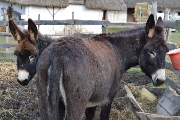 Felnőtt Samu, a Vasi Skanzen legfiatalabb szamara