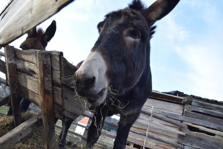 Felnőtt Samu, a Vasi Skanzen legfiatalabb szamara