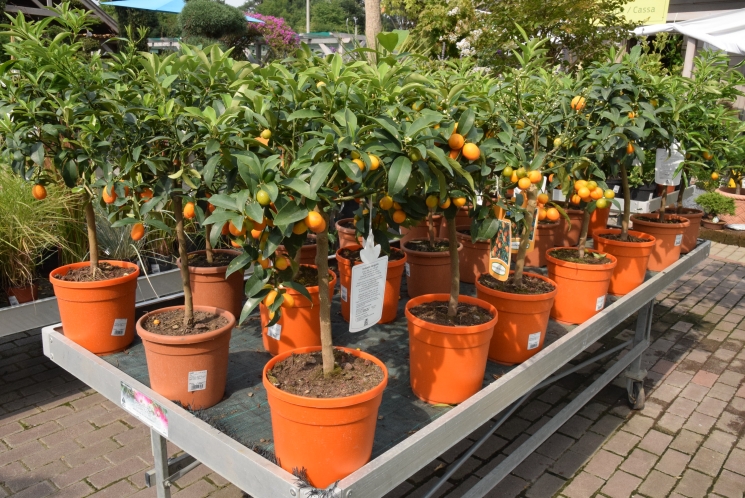 12 tipp, kreatív megoldás, ajándékötlet az Örökzöld Kertészettől 12 tipp, kreatív megoldás, ajándékötlet az Örökzöld Kertészettől
