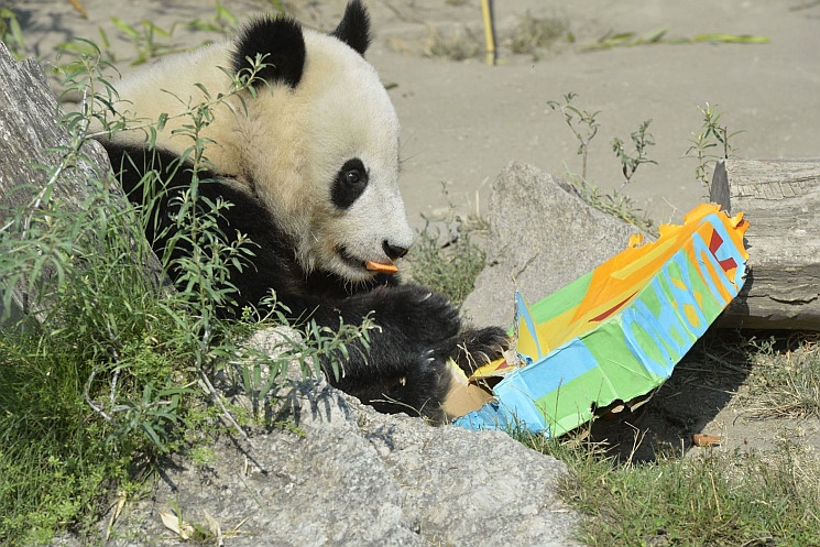 Pandaszülinapot tartottak a Schönbrunni Állatkertben Pandaszülinapot tartottak a Schönbrunni Állatkertben