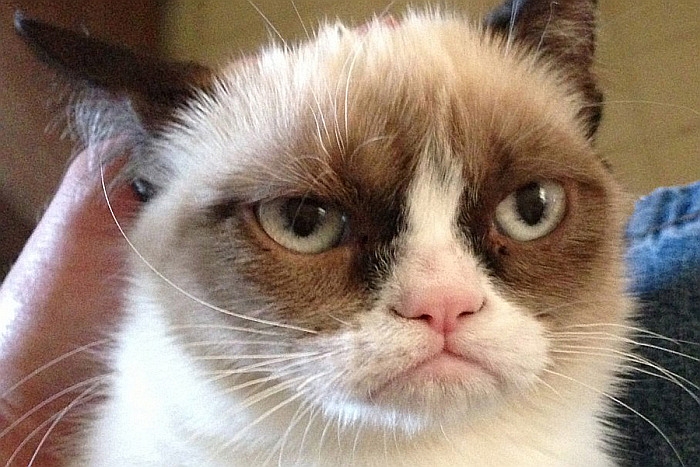 25 milliárd forintot hozott eddig gazdájának Grumpy Cat 25 milliárd forintot hozott eddig gazdájának Grumpy Cat