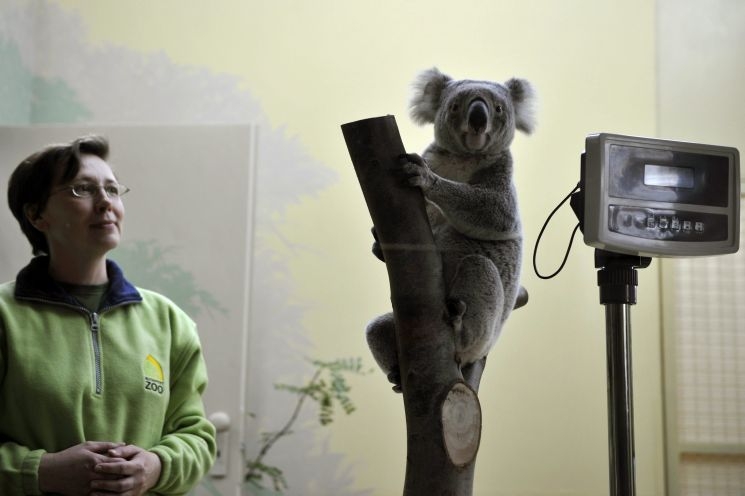 Koalák a Fővárosi Állatkertben Koalák a Fővárosi Állatkertben