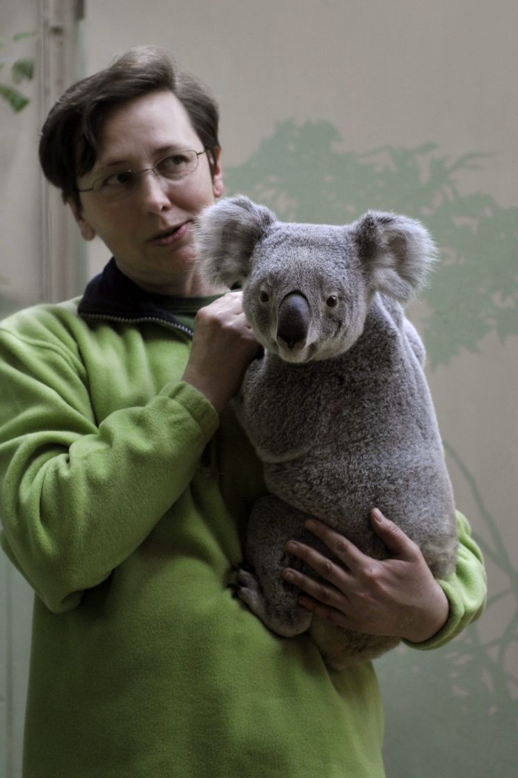 Koalák a Fővárosi Állatkertben Koalák a Fővárosi Állatkertben