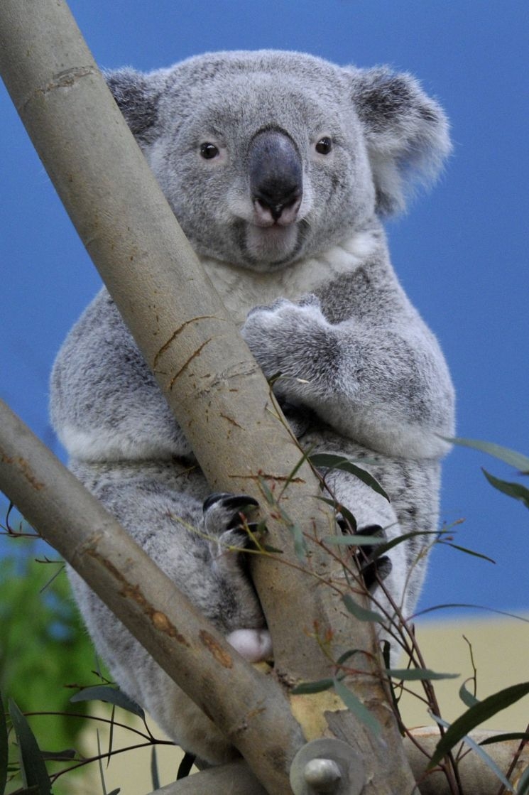 Koalák a Fővárosi Állatkertben Koalák a Fővárosi Állatkertben