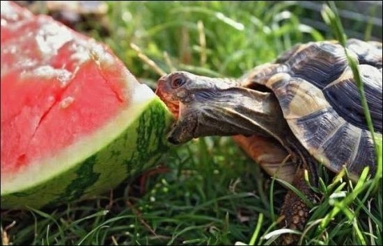 Beköszöntött a nyár