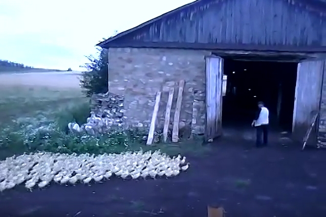 Ennek a gazdának van tekintélye (videó) Ennek a gazdának van tekintélye (videó)