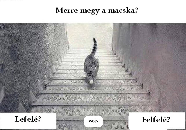 Merre megy a macska?