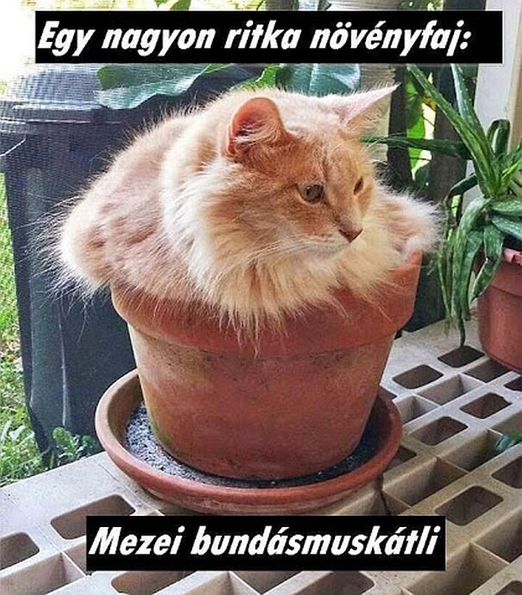 Hogy mik vannak?