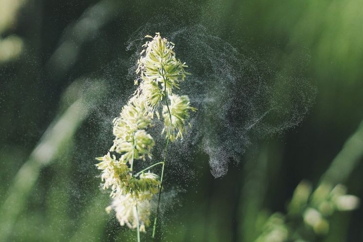 Az allergia már csecsemőkorban kivédhető Az allergia már csecsemőkorban kivédhető