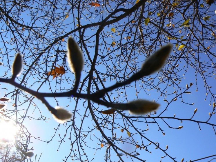 Mindenszenteki rügyek (Jegyzet) Mindenszenteki rügyek (Jegyzet)