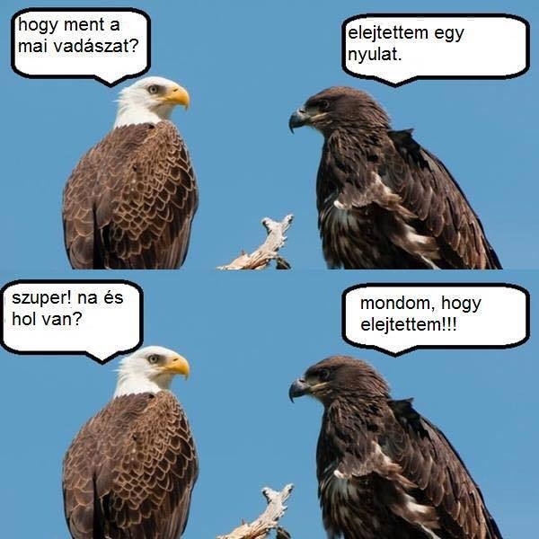 Sasok ha beszélgetnek Sasok ha beszélgetnek
