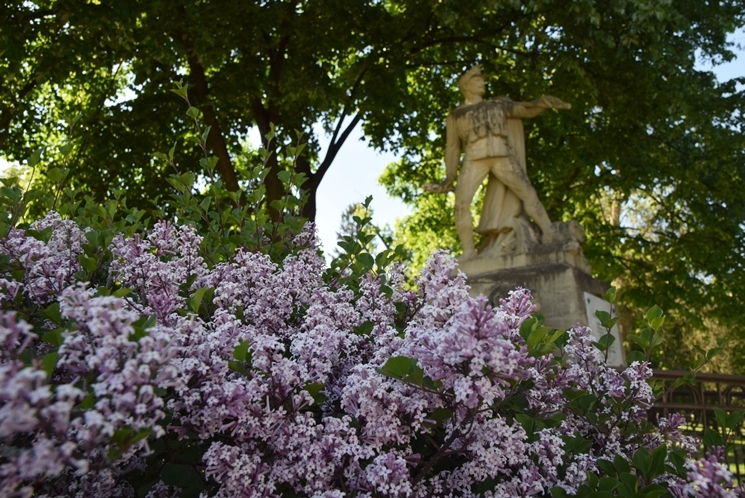 Szombathelyi park mustra