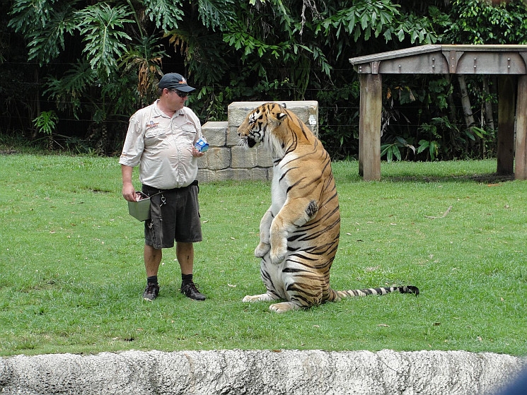 A tigris és gondozója