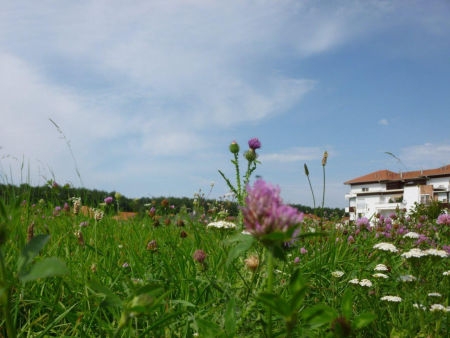 Mielőtt ősszel újra döntenénk Mielőtt ősszel újra döntenénk
