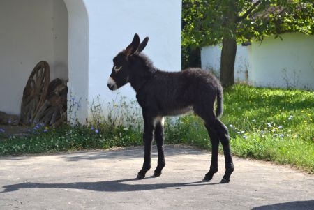 Kicsi vasi skanzeni csacsi  