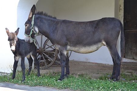 Kicsi vasi skanzeni csacsi  