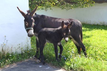 Kicsi vasi skanzeni csacsi  