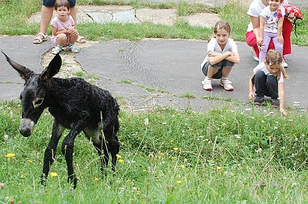Csacsi a Vasi Skanzenben Csacsi a Vasi Skanzenben
