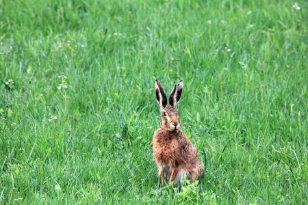 Hogy lehet belőlünk vadász? Hogy lehet belőlünk vadász?