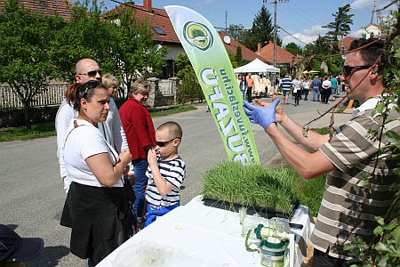 Herényi Virágút 2014 Herényi Virágút 2014