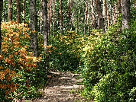 Jeli Arborétum Jeli Arborétum
