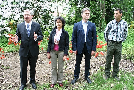 Kámoni Arborétum, rododendron virágzás