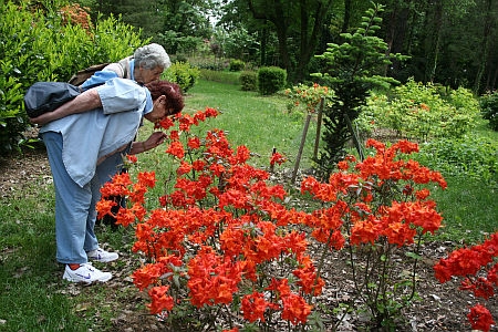Kámoni Arborétum, rododendron virágzás