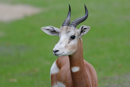 Budapesti Mhorr-gazella a bécsi állatkertben Budapesti Mhorr-gazella a bécsi állatkertben
