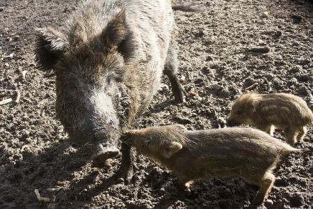 Hogy lehet belőlünk vadász? Hogy lehet belőlünk vadász?