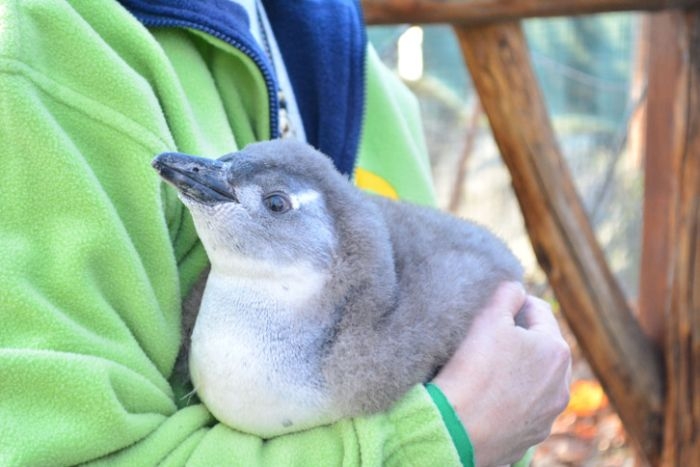 Rosie, a pingvinfióka Rosie, a pingvinfióka