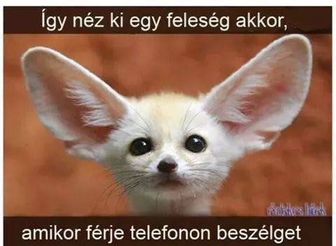 Amikor a feleség a férj telefonját hallgatja Amikor a feleség a férj telefonját hallgatja