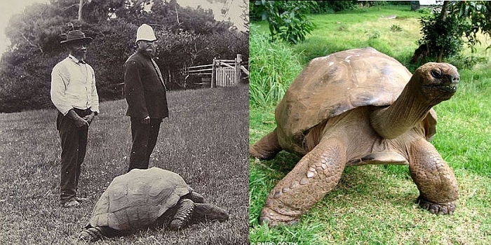 Jonathan the turtle in year 1900 and today. Jonathan the turtle in year 1900 and today.