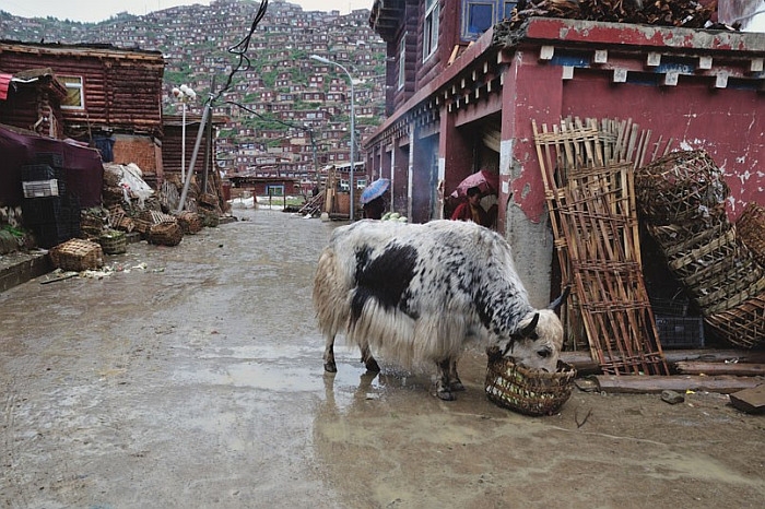 Larung Gar Tibetben Larung Gar Tibetben