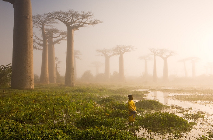 Majomkenyérfák Madagaszkár partjainál