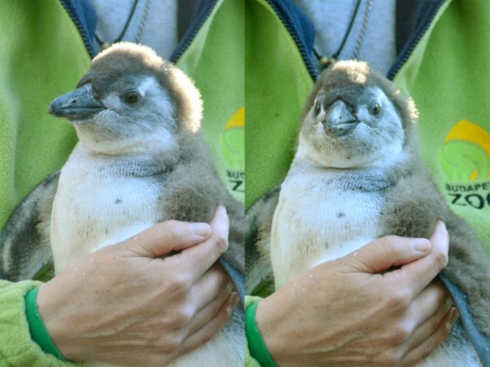 Rosie, a pingvinfióka Rosie, a pingvinfióka