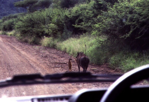 Timon és Pumbaa Timon és Pumbaa
