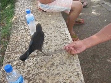 Vizet kér a varjú Vizet kér a varjú